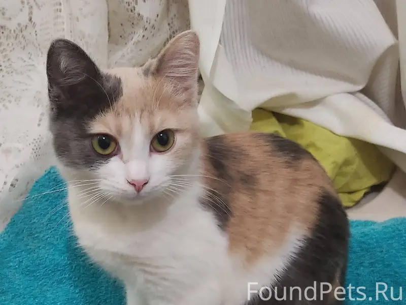 Пропала кошка по кличке Мурка....