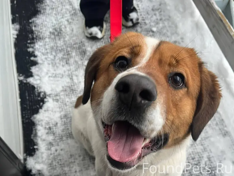 ❗️Внимание❗️ Найден щенок, бег...