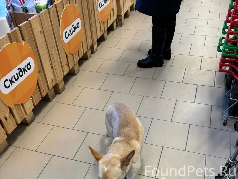 Вот такой пёсик сидит в Пятерк...