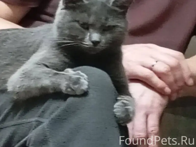 Пропала кошка. Будем благодарн...