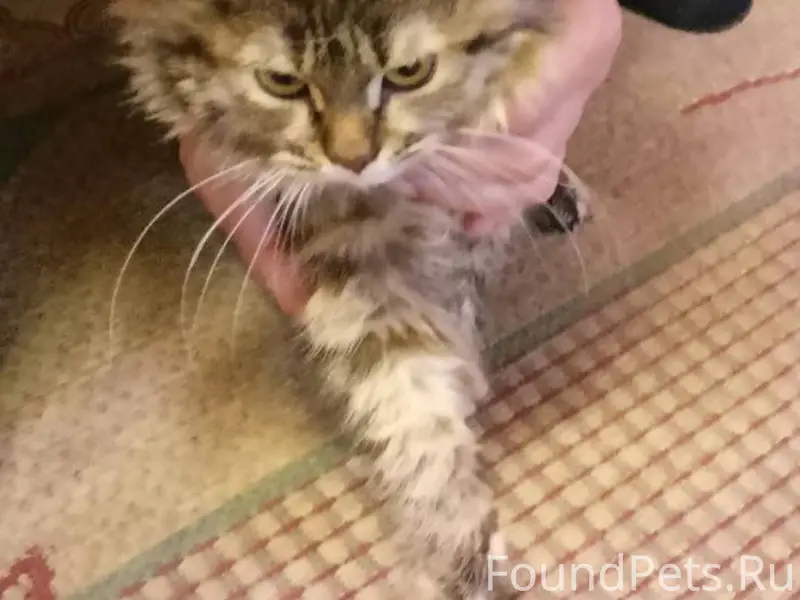 Сняли молоденькую кошечку вчер...