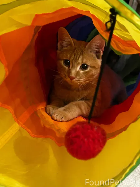 Найден рыжий котенок в доме по...