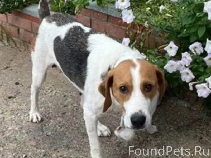 Помогите найти собаку! Может п...
