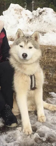 ПРОПАЛИ ДВЕ СОБАКИ! Убежали вм...