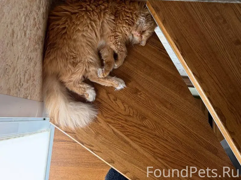 Пропал кот Нашедшим просьба со...