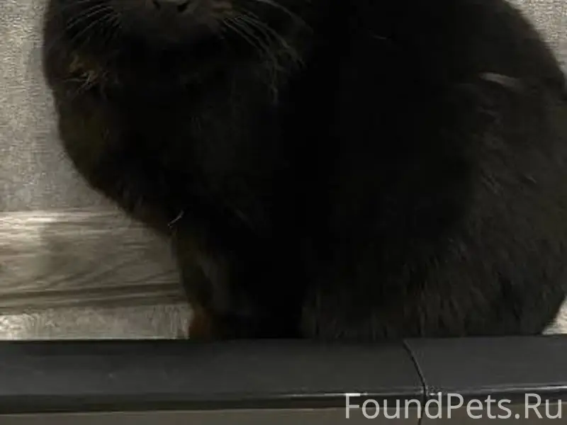 Найден подросток кот , по всем...