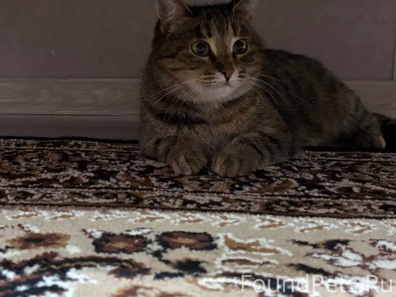 Здравствуйте, пропала кошка в ...