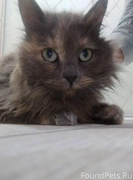 Найдена кошка. Возле детского ...