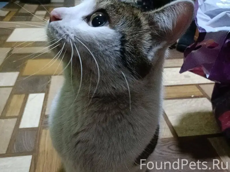 Найден кот, весь день просидел...