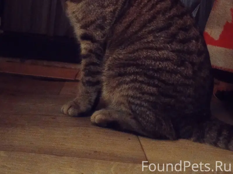 Пропал кот! Пропал кот по клич...