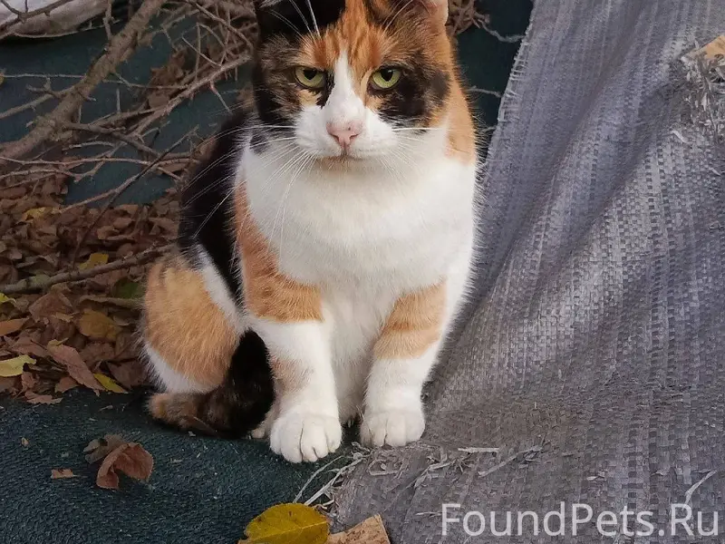 🆘🆘🆘 друзья! РАЗЫСКИВАЕТСЯ ТРЕХ...