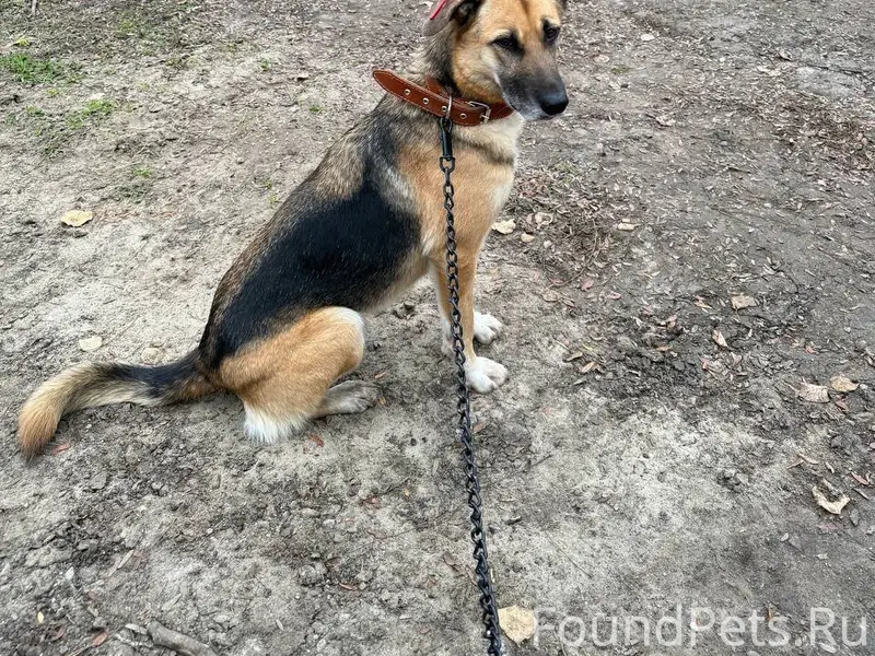 Информирую! Пропала собака 7ян...