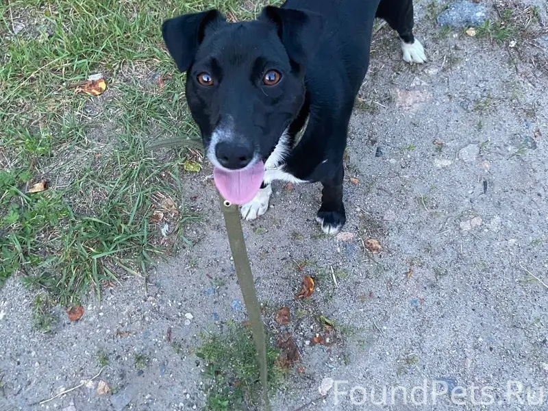 ПРОПАЛ ПЕСИК. Кличка Рой. Посё...