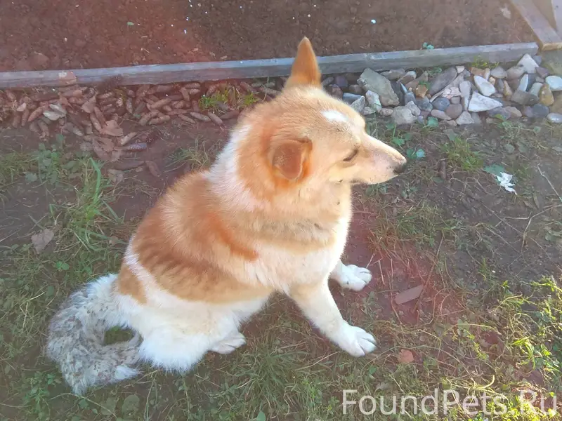 Пропал пёс, по кличке Рэкс. Бы...