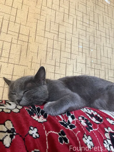 Здравствуйте,пропали 2 кота,Шо...