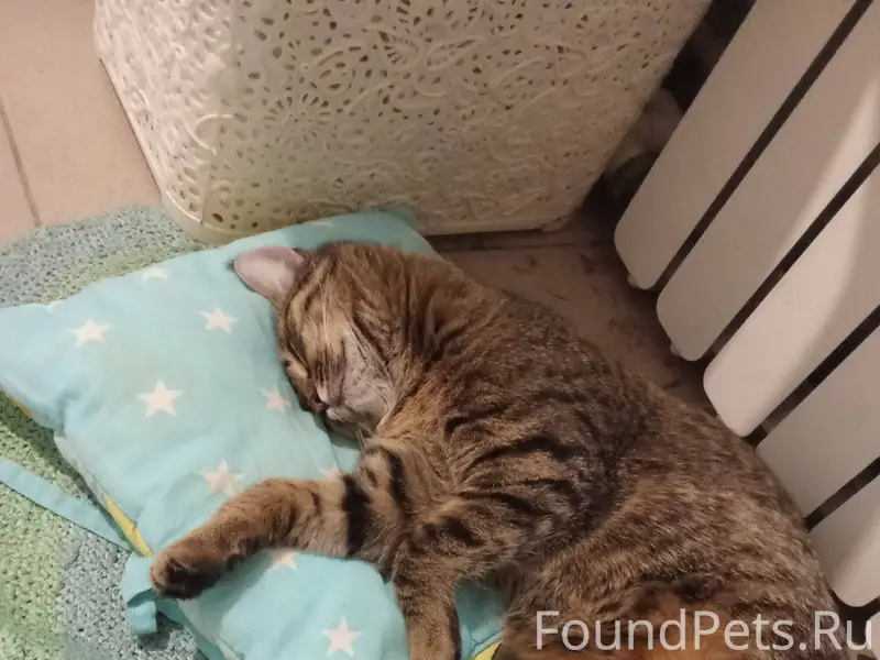 Добрый день!Пропала кошка. Люб...