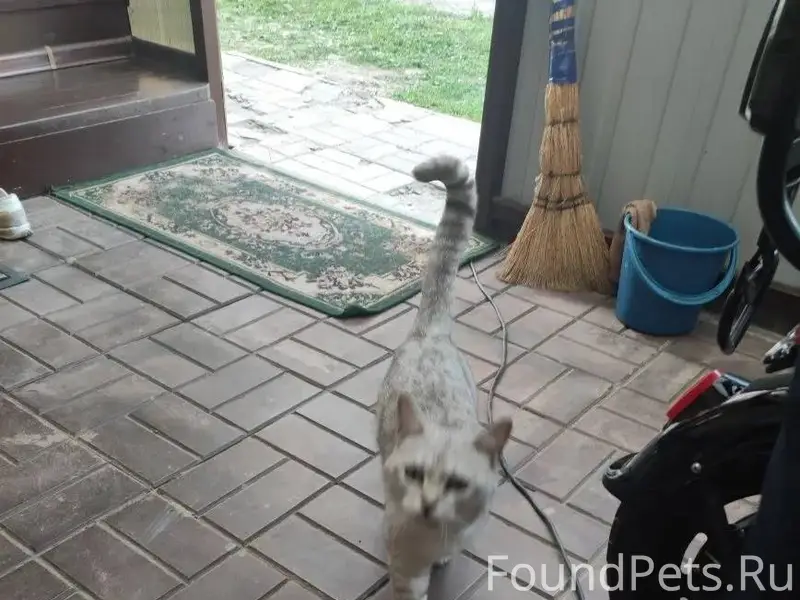 Пропал кот. Если кто видел про...