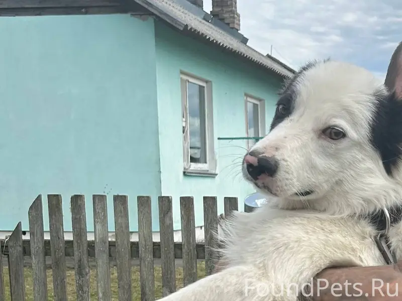 Пропал собака 9-го числа, на.....