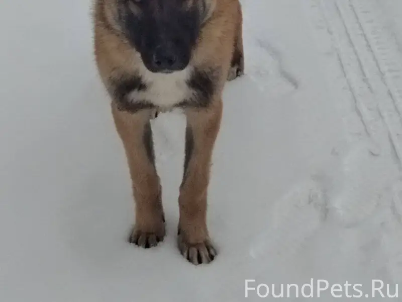 Была найдена собака, кобель на...