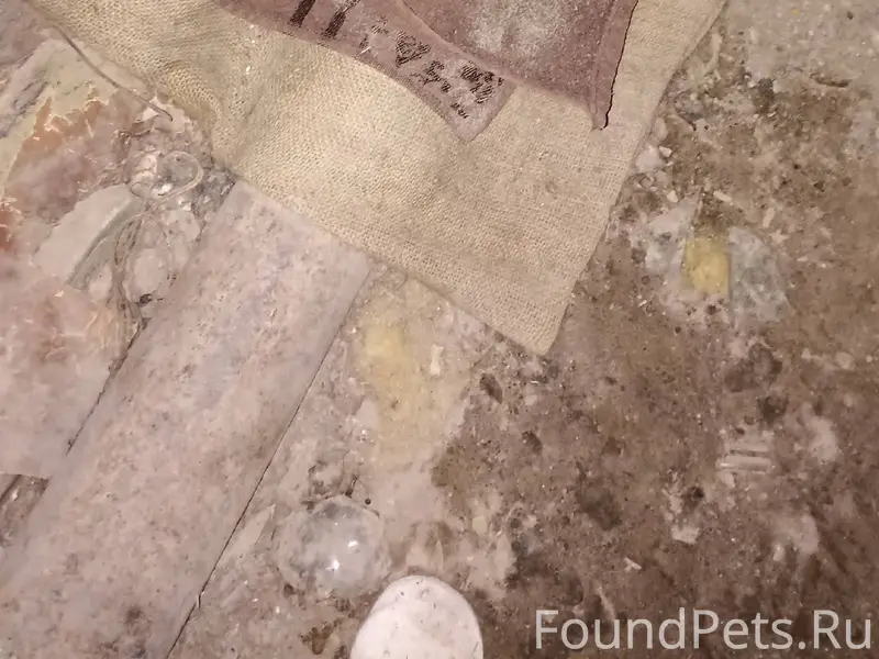 Найден котик! Приютить смогли ...