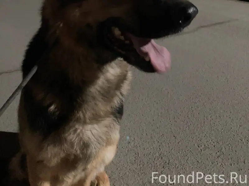 ПРОПАЛА СОБАКА 14.01! Просьба вернуть за вознаграждение!