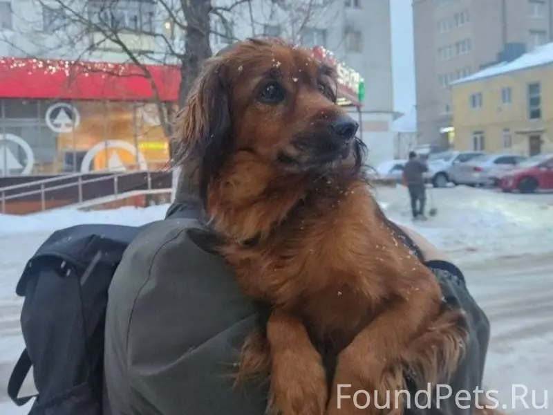 ‼️Пионерск‼️ Нашли собаку кг 7...