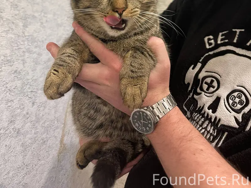 ‼️НАЙДЕН КОТ‼️ проспект Ленина...