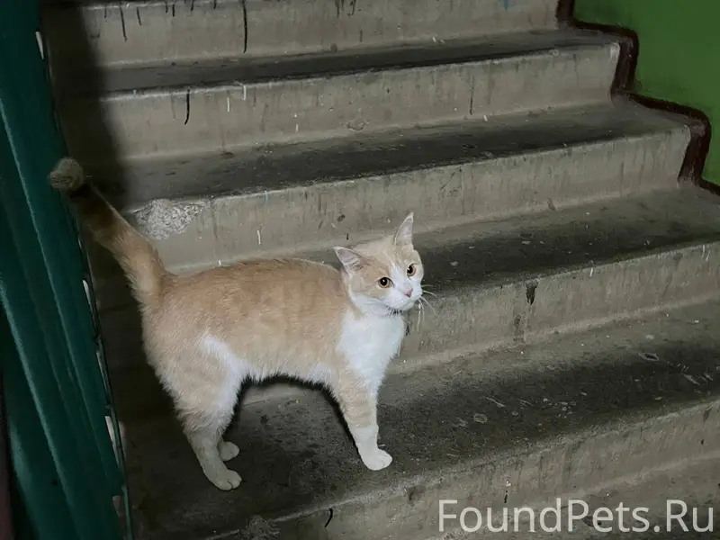 Найдена кошка на Пролетарской ...