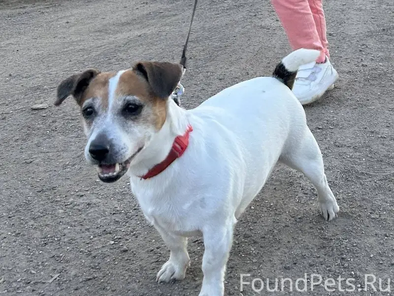 ОБЪЯВЛЕНИЕ: ПОТЕРЯЛАСЬ СОБАКА!...