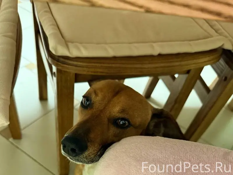 Пропал пес, отзывается на клич...