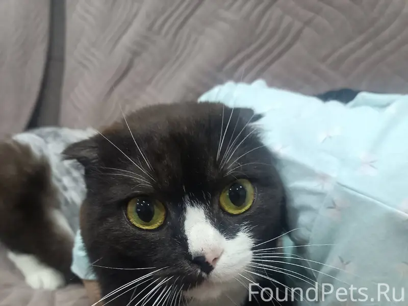 Пропал кот. Не очень крупный. ...