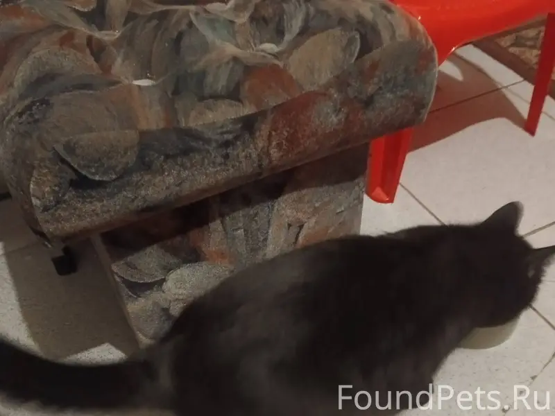 Бронницы, МО Найден кот! Обнар...