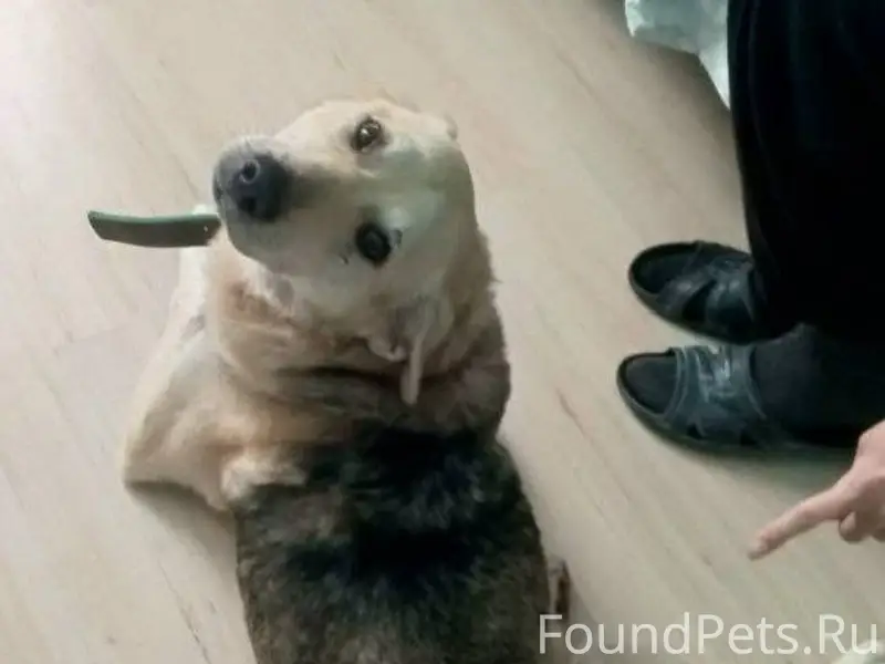 ПРОПАЛ ПЁС! Вчера (13.01.2026....