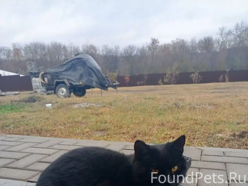 ‼️‼️Пропал кот‼️‼️ Потерялся в...