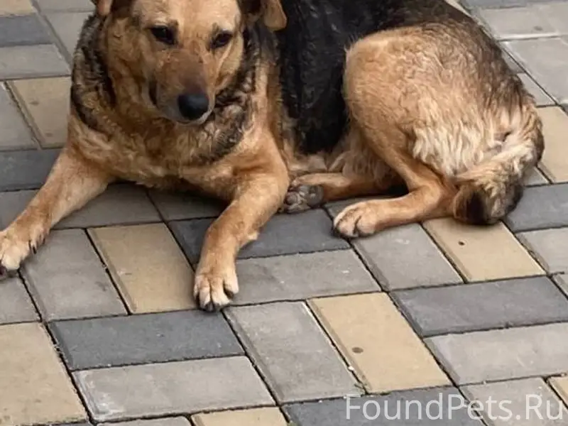 Здравствуйте, может кто видел,...