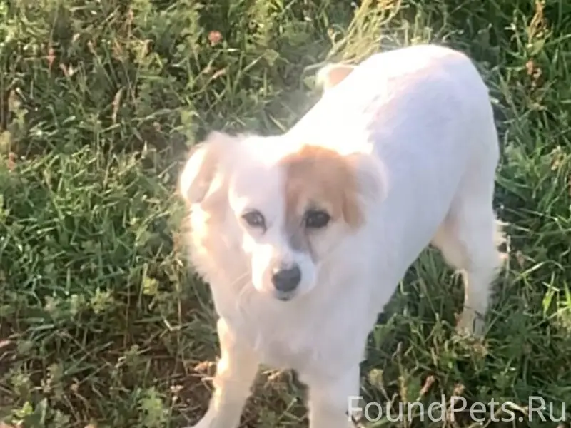 Пропала собака в районе Исмаил...