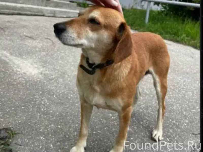 Потерялась собака. Видивших,бо...
