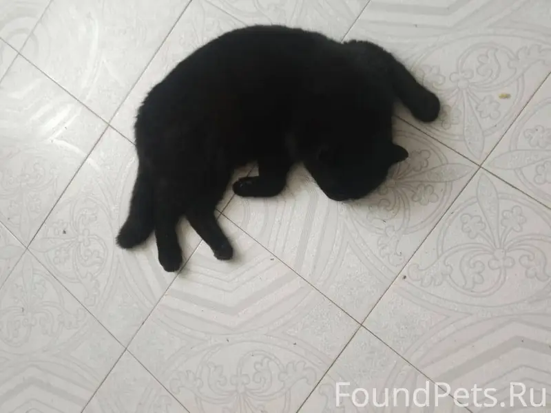 Сегодня ночью пропал чёрный пу...
