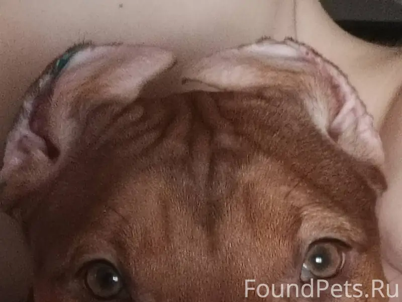 Пропала собака американский пи...