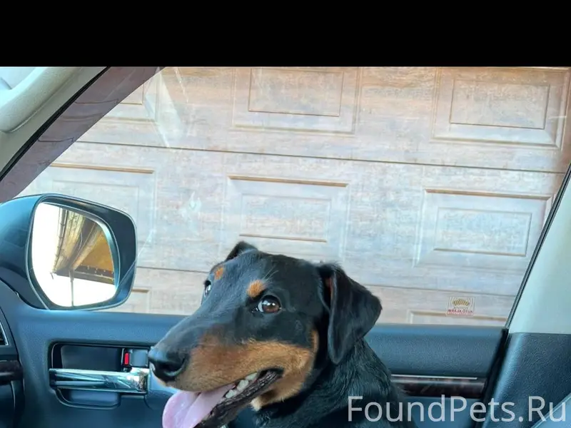 Пропала собака. Породы ягдтерь...