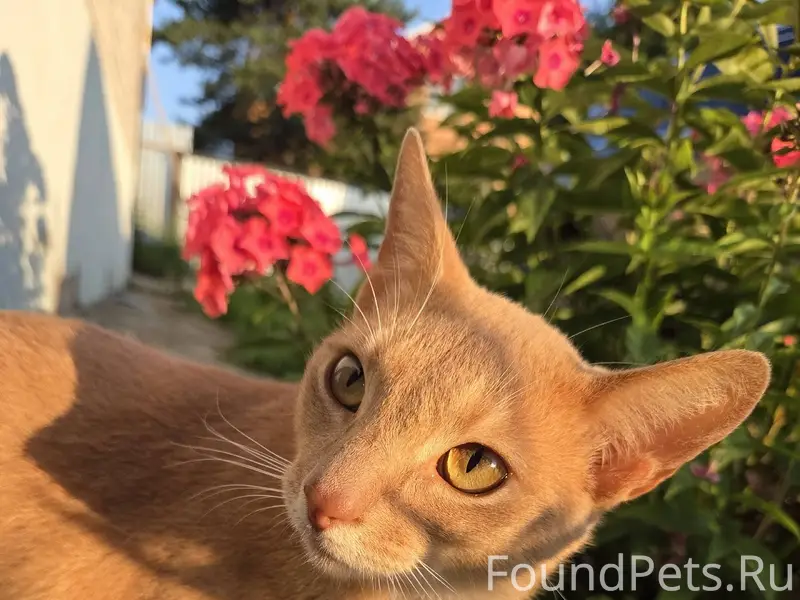 В Лядно по ул.Аграрная пропал....