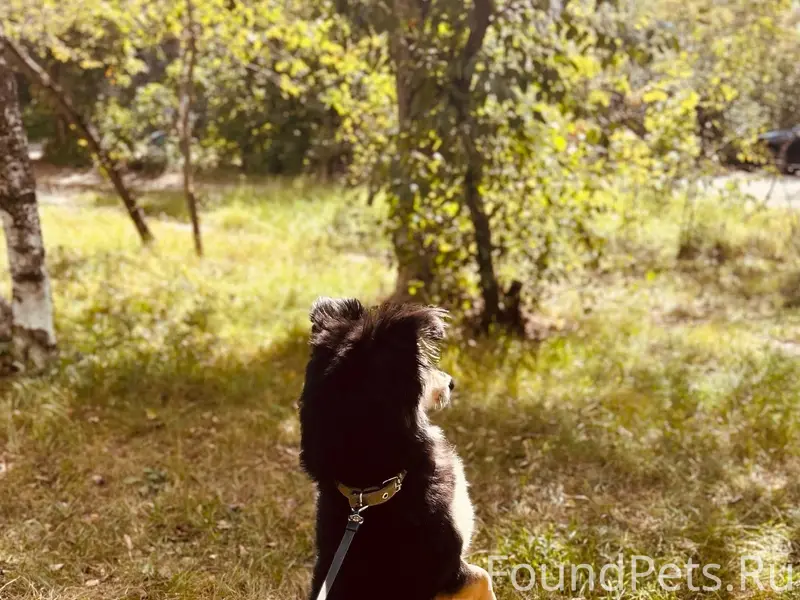 Добрый день. Убежала сегодня в...