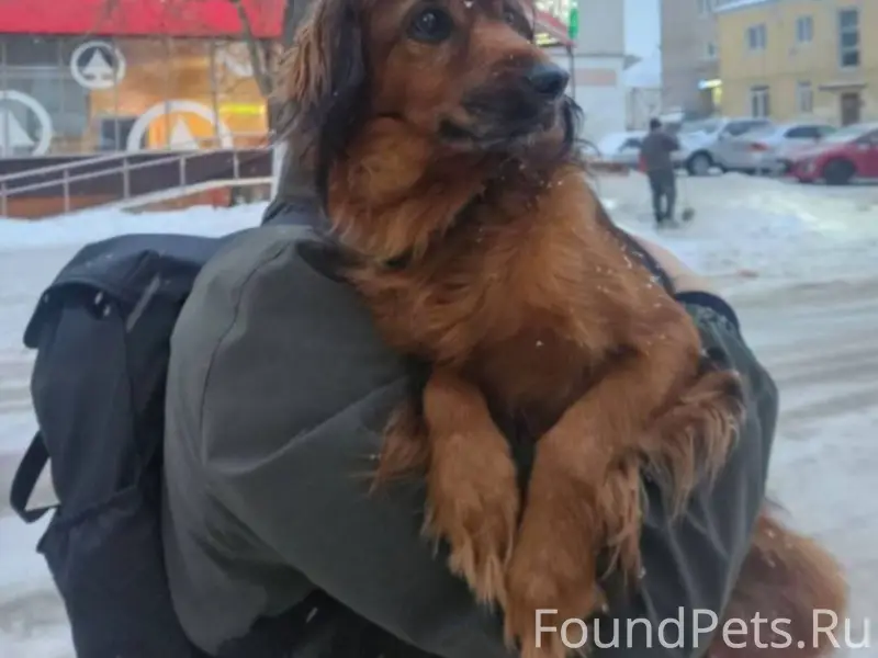 ‼️Пионерск‼️ Нашли собаку кг 7...