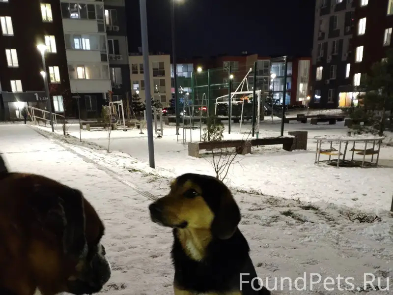 На Ливенцовке появился подрост...