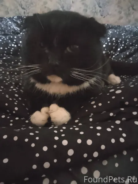 Найден кот недалеко от гостини...