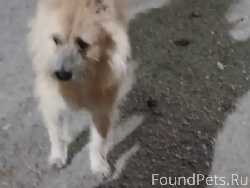 Пропала собака Зовут снежок Ка...