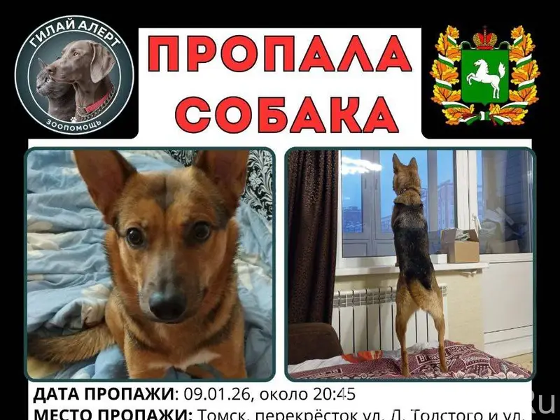 ❗ВНИМАНИЕ! ВЕДЕТСЯ ПОИСК! Вчер...