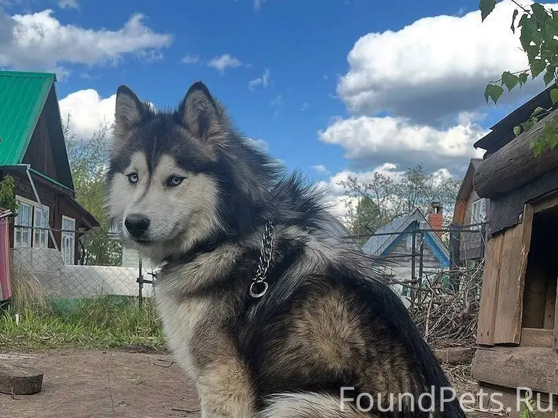 ❗️ВНИМАНИЕ❗️ Потерялся пёс! Ма...