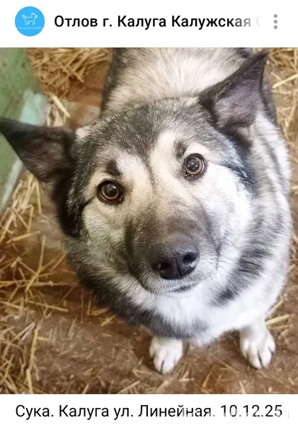 Калуга! 🆘🆘🆘 Срочный поиск соба...