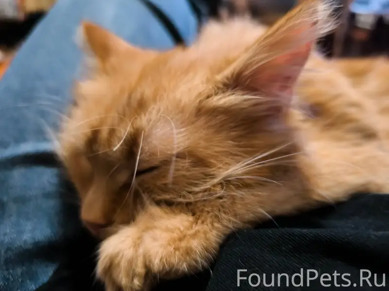 Внимание! Пропала котенок (8 м...